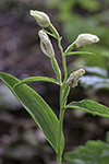 Stor skogslilja/Cephalanthera damasonium/White Helleborine
